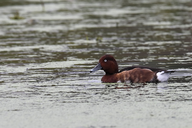 ���W���K��