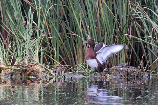 ���W���K��