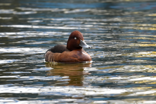 ���W���K��