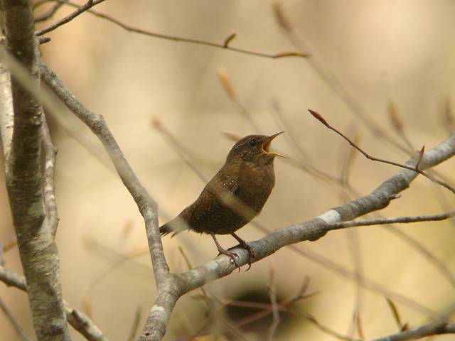 �~�\�T�U�C