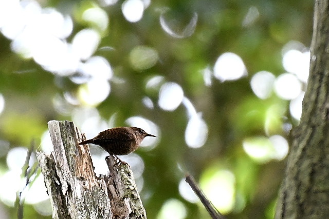 ���X�P�~�\�T�U�C