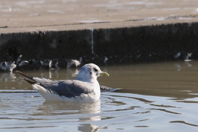 �~�c���r�J����