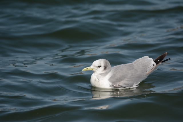 �~�c���r�J����