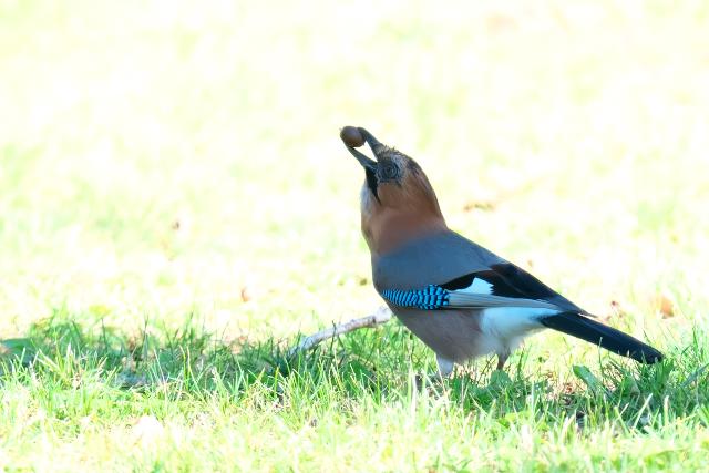 �~���}�J�P�X