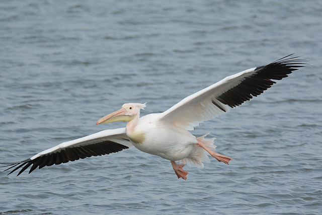 �����C���y���J��