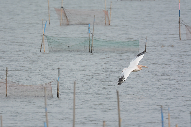 �����C���y���J��