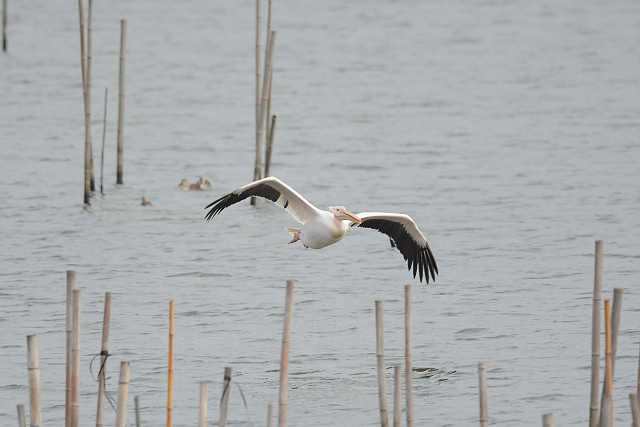 �����C���y���J��