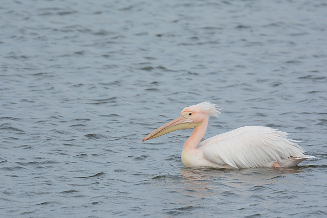 �����C���y���J��