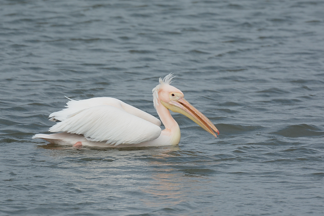 �����C���y���J��