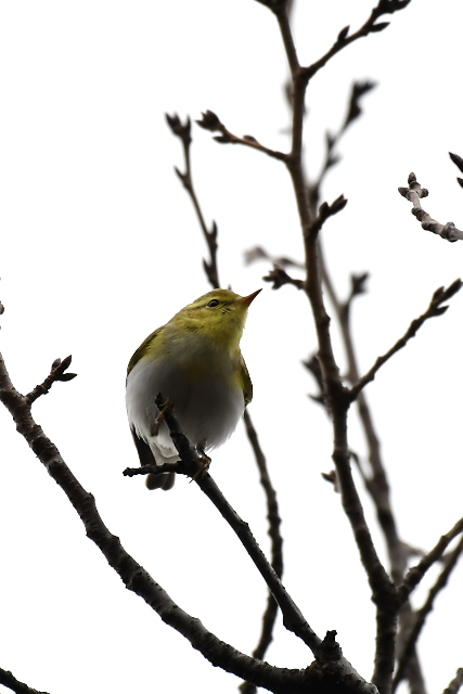 �������V�N�C