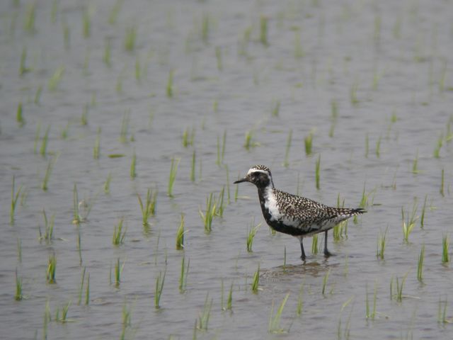 ���i�O��