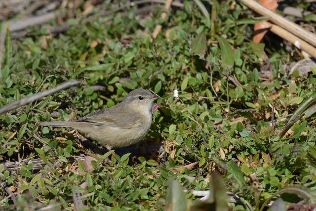 ���W�Z�b�J