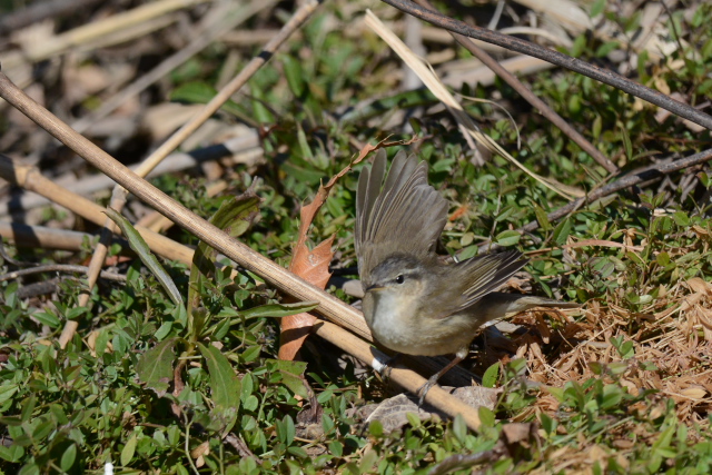 ���W�Z�b�J