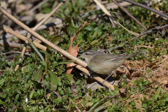 ���W�Z�b�J