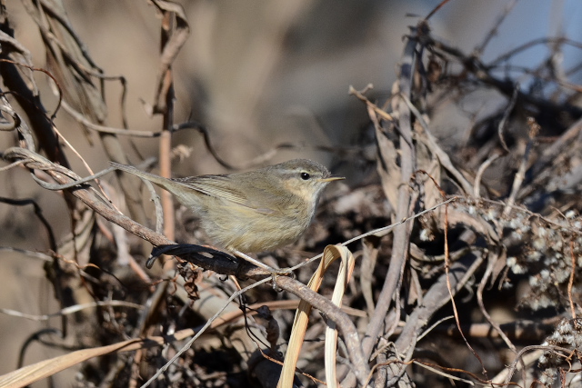 ���W�Z�b�J