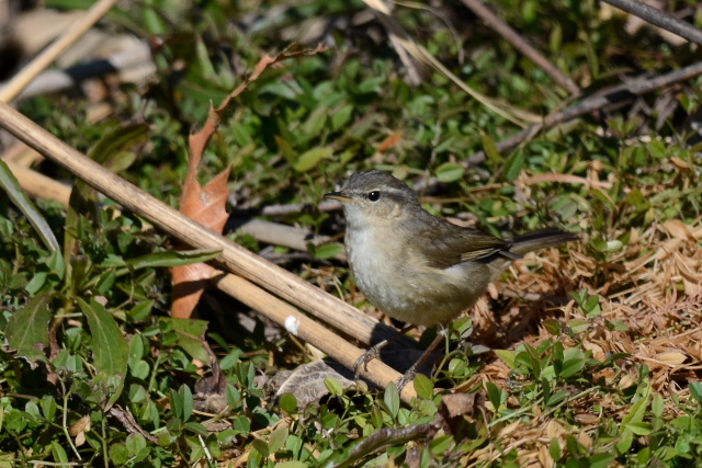 ���W�Z�b�J