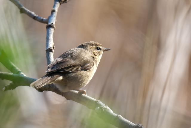 ���W�Z�b�J