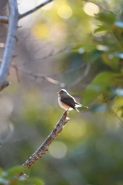 �j�V�I�W���r�^�L