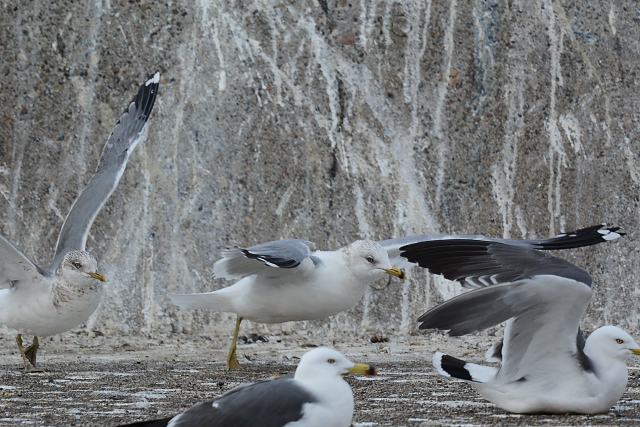 �I�r�n�V�J�����i�������j