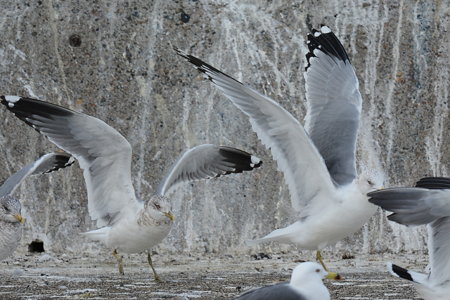 �I�r�n�V�J�����i�E�j