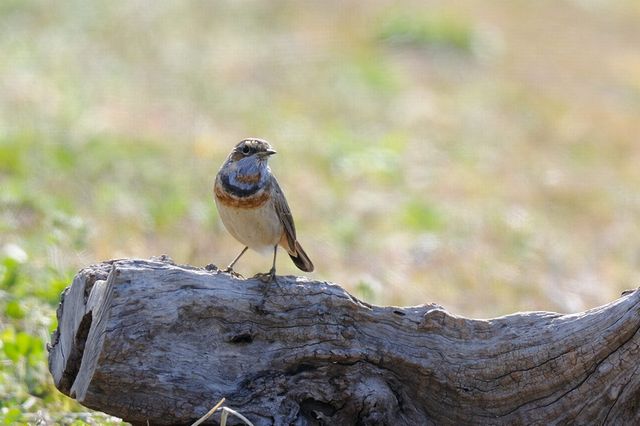 �I�K���R�}�h��