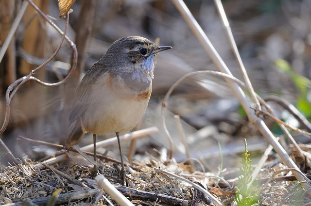 �I�K���R�}�h��