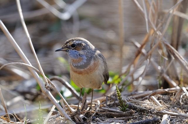 �I�K���R�}�h��