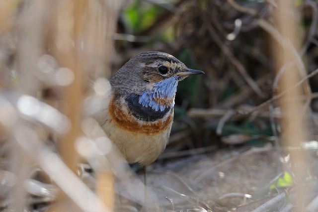 �I�K���R�}�h��