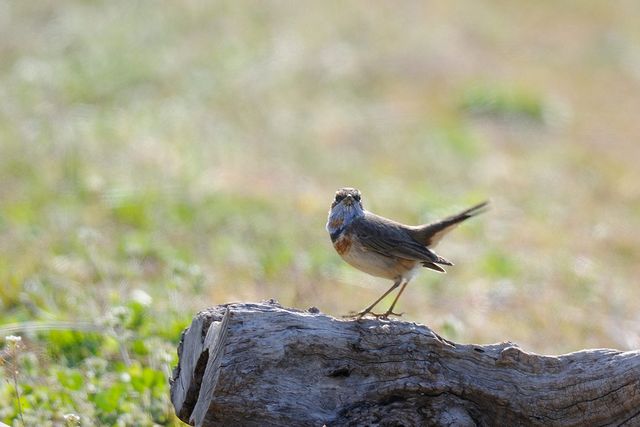 �I�K���R�}�h��