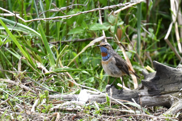 �I�K���R�}�h��