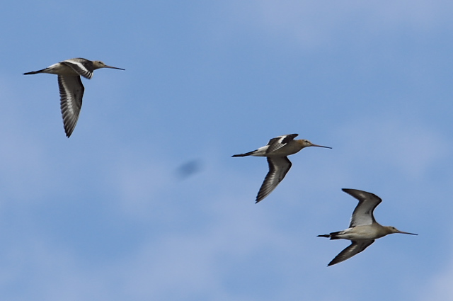 �I�O���V�M