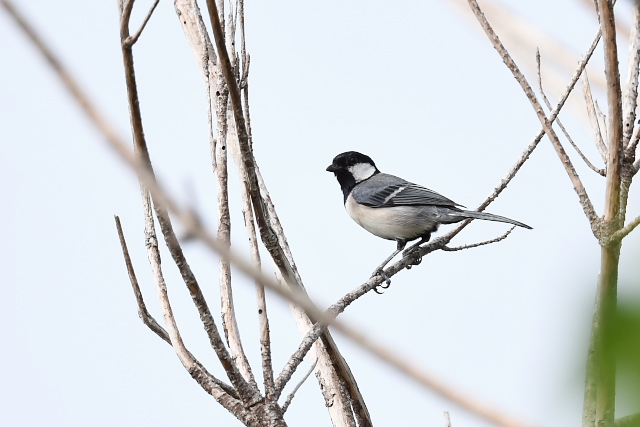 �I�L�i���V�W���E�J��