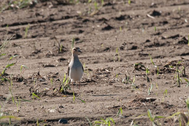 �I�I�`�h��