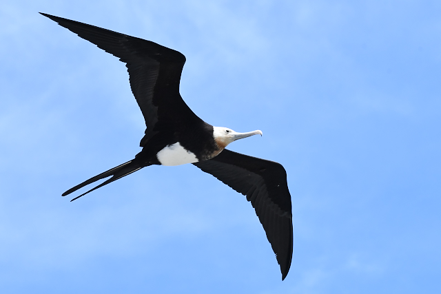 �I�I�O���J���h��