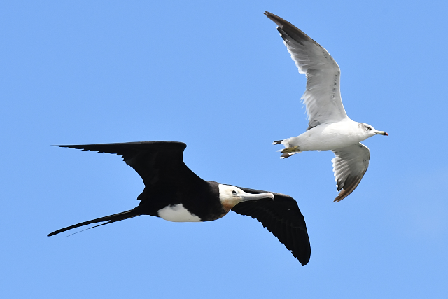 �I�I�O���J���h���ƃE�~�l�R