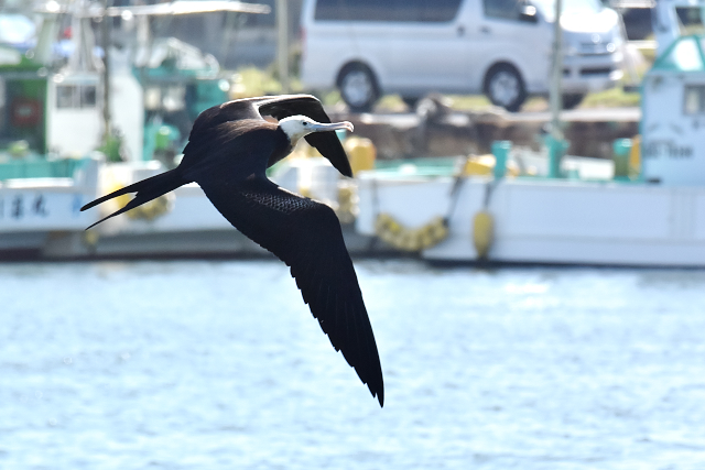 �I�I�O���J���h��