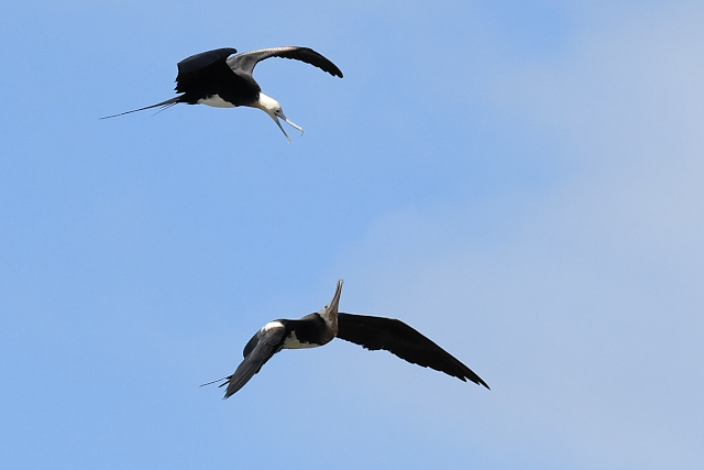 �I�I�O���J���h��