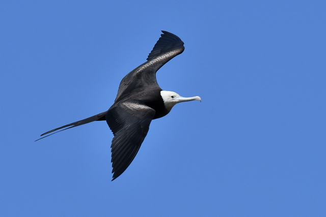 �I�I�O���J���h��