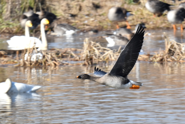 �I�I�q�V�N�C