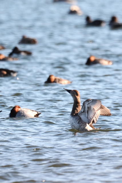 �I�I�z�V�n�W��