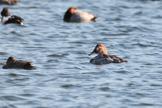 �I�I�z�V�n�W��