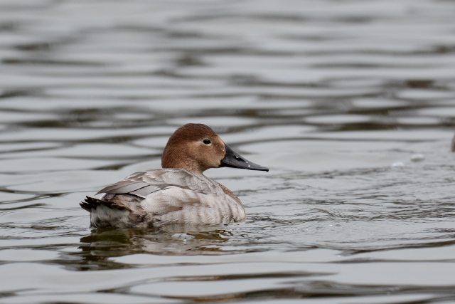 �I�I�z�V�n�W��