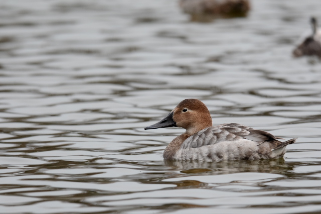 �I�I�z�V�n�W��