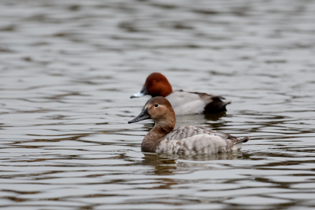 �I�I�z�V�n�W��