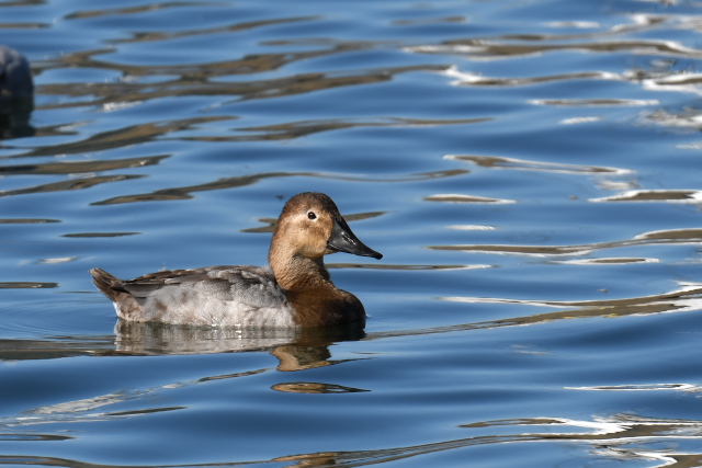 �I�I�z�V�n�W��