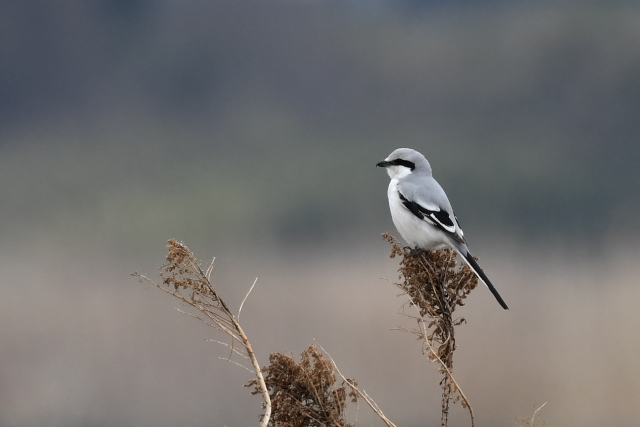 �I�I�J�����Y