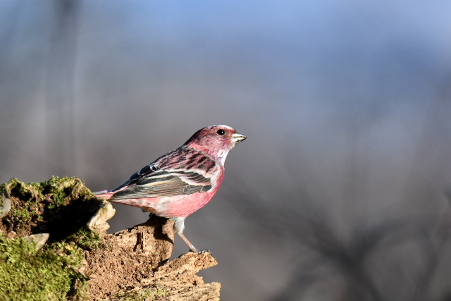 �I�I�}�V�R