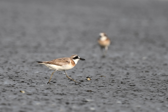 �I�I���_�C�`�h��