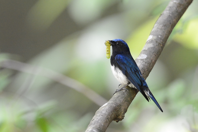 �I�I������