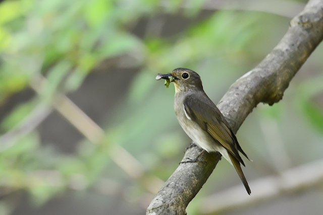 �I�I������